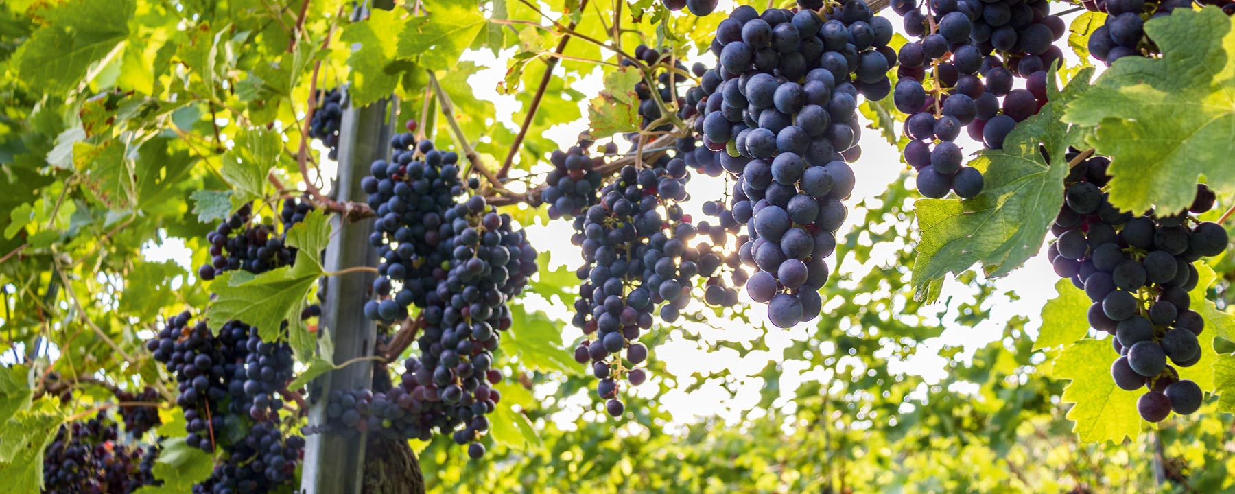 weinbau_melbinger_weine_frizzante_weinverkostung_rebschule_weinstock_auersbach_steiermark_vulkanland_weinberg_weintrauben