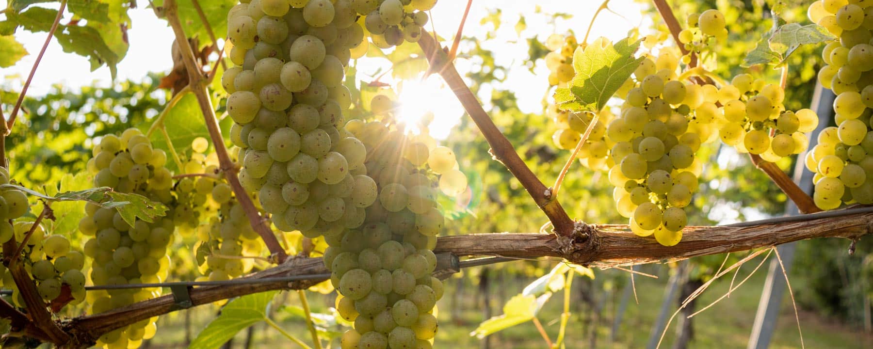 weinbau_melbinger_weine_frizzante_weinverkostung_rebschule_weinstock_auersbach_steiermark_vulkanland_weinberg_weintrauben