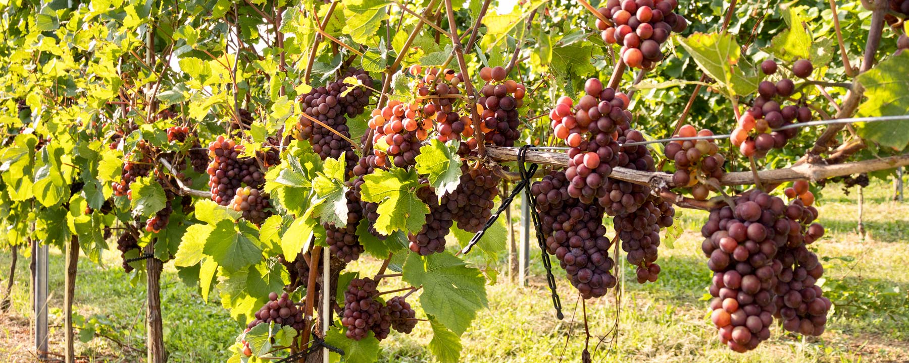 weinbau_melbinger_weine_frizzante_weinverkostung_rebschule_weinstock_auersbach_steiermark_vulkanland_weinberg_weintrauben