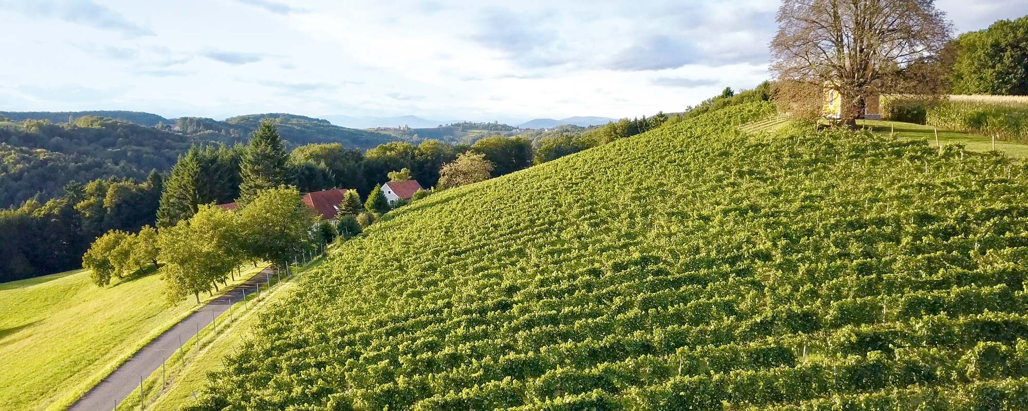 weinbau melbinger auersbach steiermark weine frizzante weinverkostung rebschule weinstock vulkanland